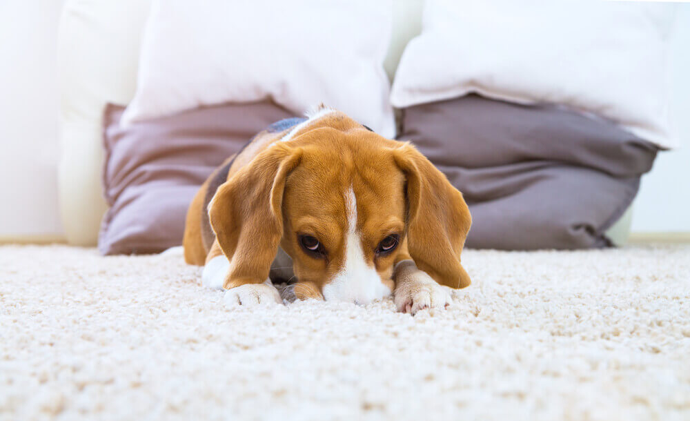 Den Hund das erste Mal allein lassen 11 Tipps